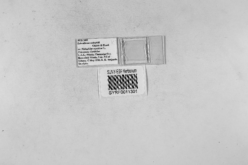 Laboulbenia notiophili image