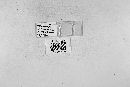 Laboulbenia macroveliae image