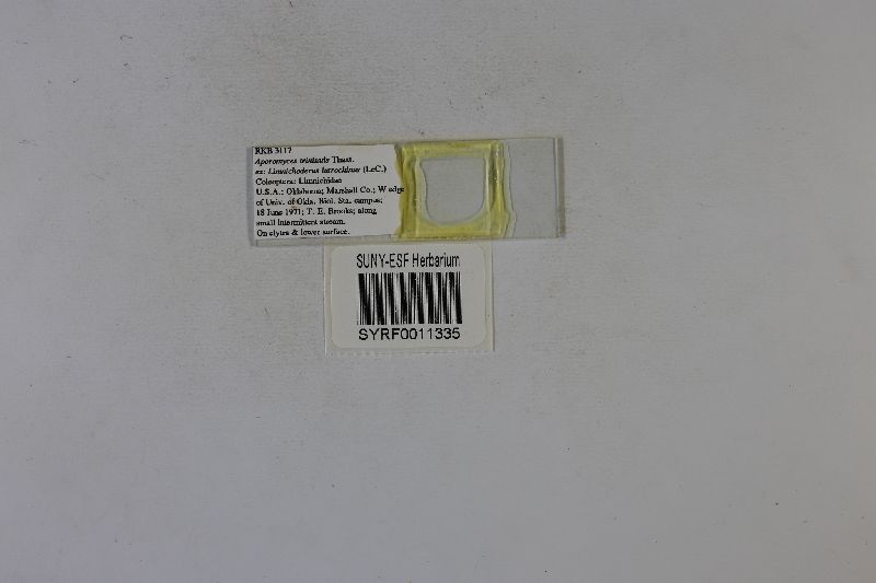 Aporomyces image