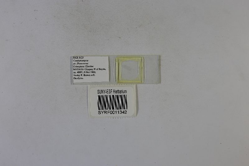 Cantharomyces image