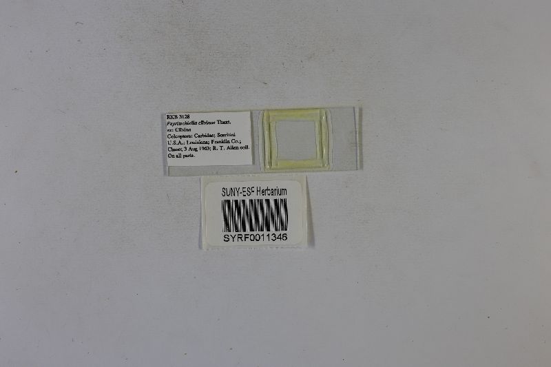 Peyritschiella clivinae image
