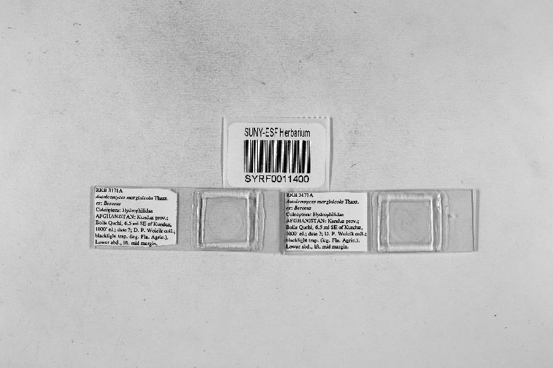 Autoicomyces marginicola image