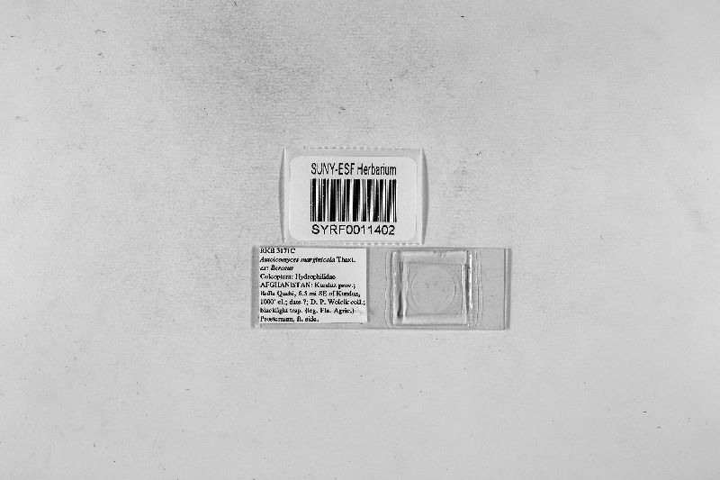 Autoicomyces marginicola image