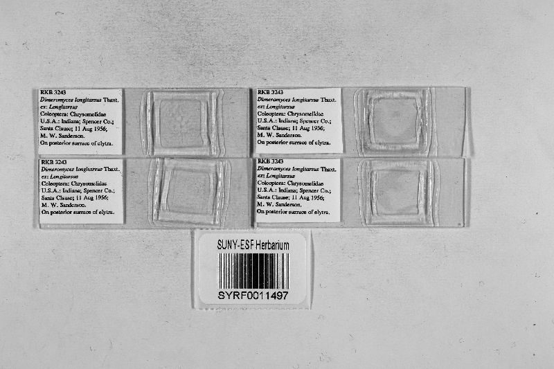 Dimeromyces longitarsi image