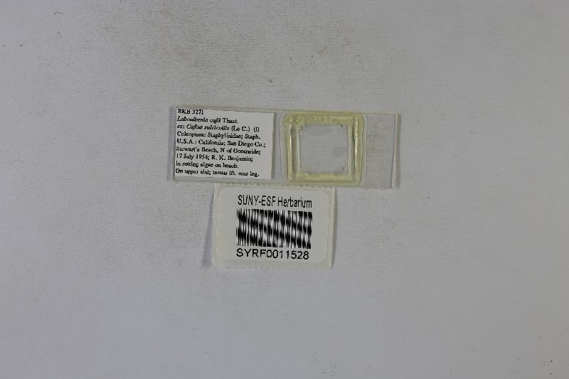 Laboulbenia cafii image