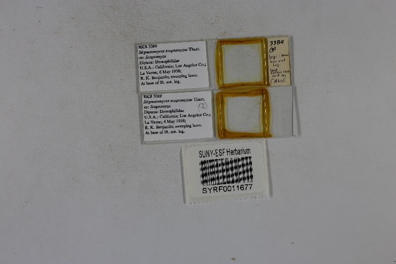 Stigmatomyces image