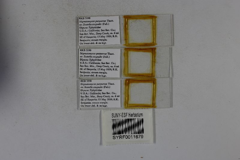 Stigmatomyces purpureus image