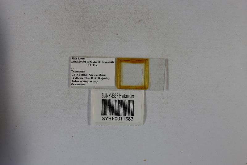 Distolomyces image