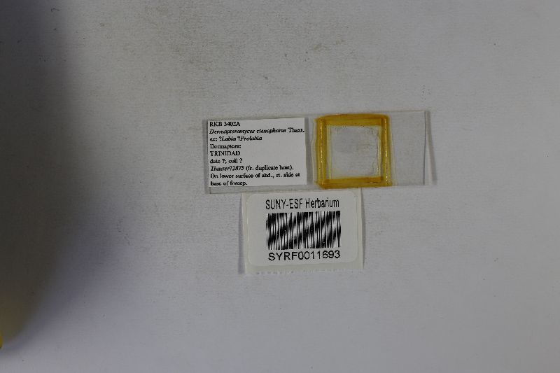 Dermapteromyces ctenophorus image