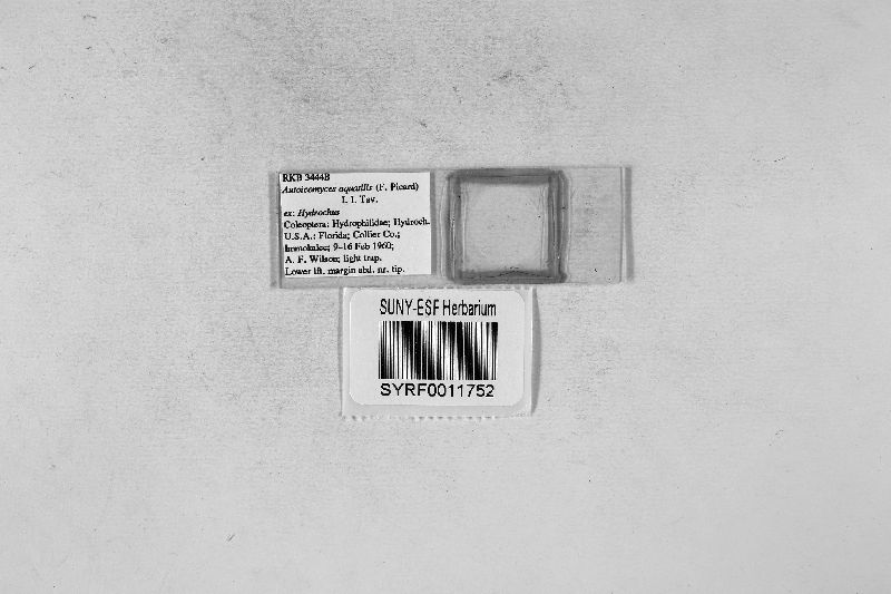 Autoicomyces aquatilis image