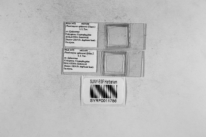 Phaulomyces ephistemi image