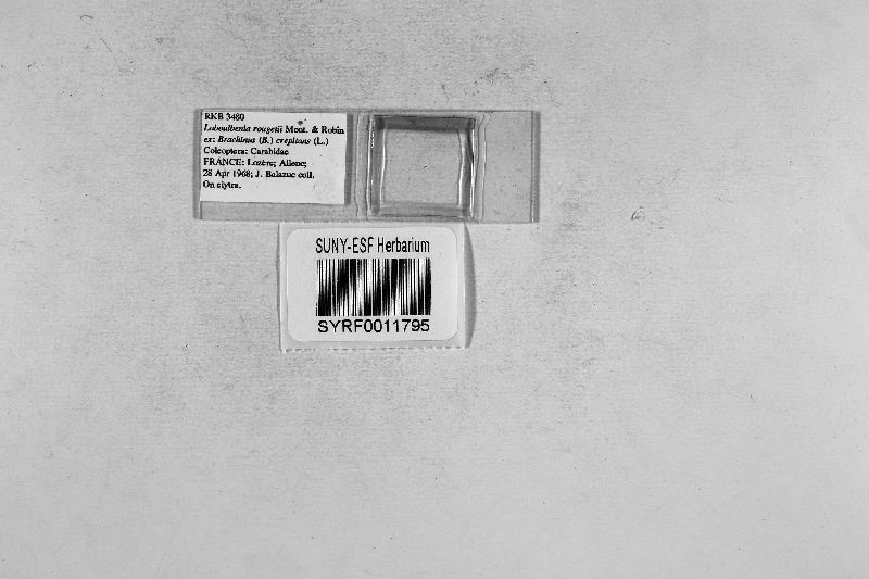 Laboulbenia rougeti image