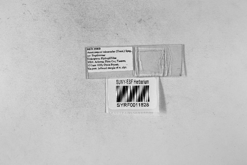 Autoicomyces image