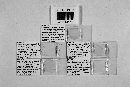 Triceromyces hydrometrae image