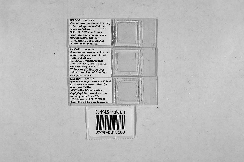 Monandromyces protuberans image