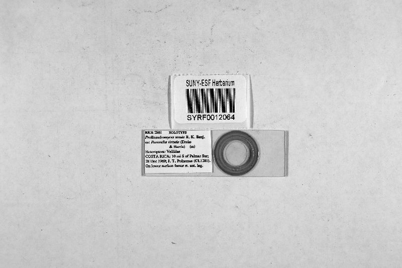 Prolixandromyces tenuis image
