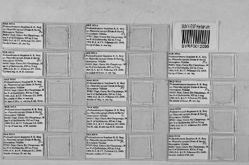 Prolixandromyces lingulatus image
