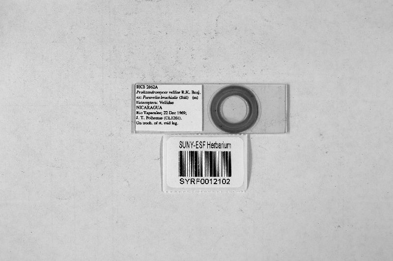 Prolixandromyces veliae image