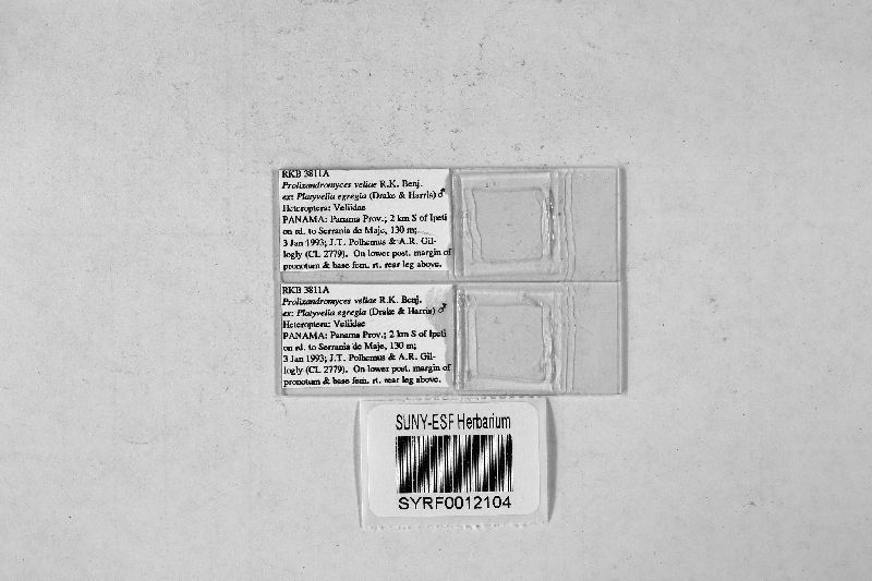 Prolixandromyces veliae image