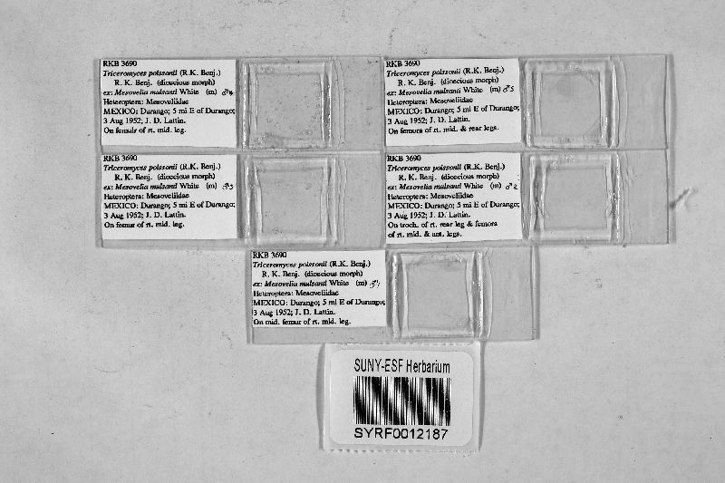 Triceromyces poissonii image