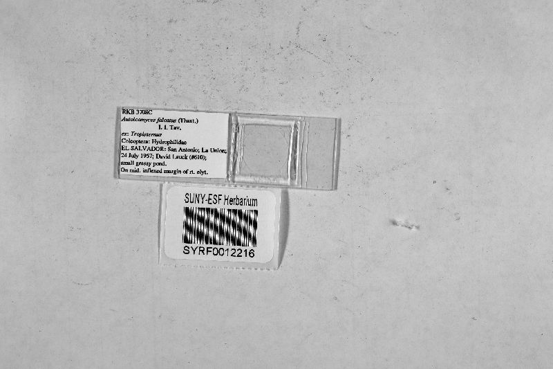 Autoicomyces falcatus image
