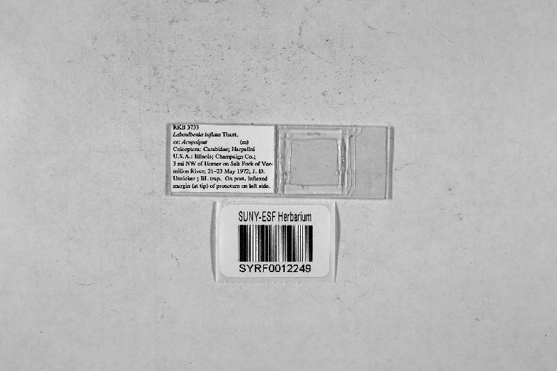 Laboulbenia inflata image