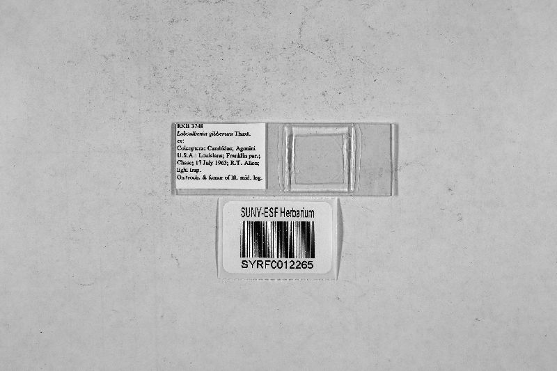 Laboulbenia gibberosa image