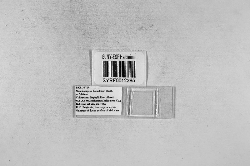 Monoicomyces image