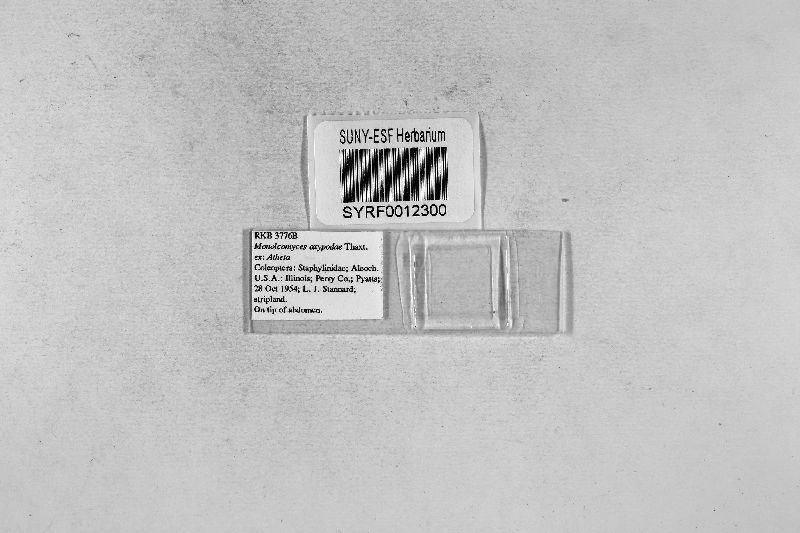 Monoicomyces oxypodae image
