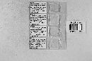 Triceromyces hydrometrae image