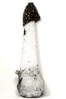 Phallus ravenelii image