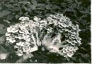 Polyporus umbellatus image