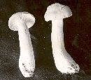 Hygrocybe pratensis image