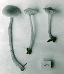 Hygrocybe laeta var. laeta image