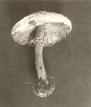 Lepiota morganii image