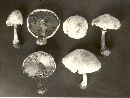 Lepiota morganii image