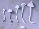 Entoloma salmoneum image