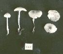 Lepiota rugulosa image