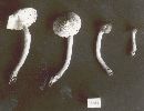 Lepiota fuscosquamea image