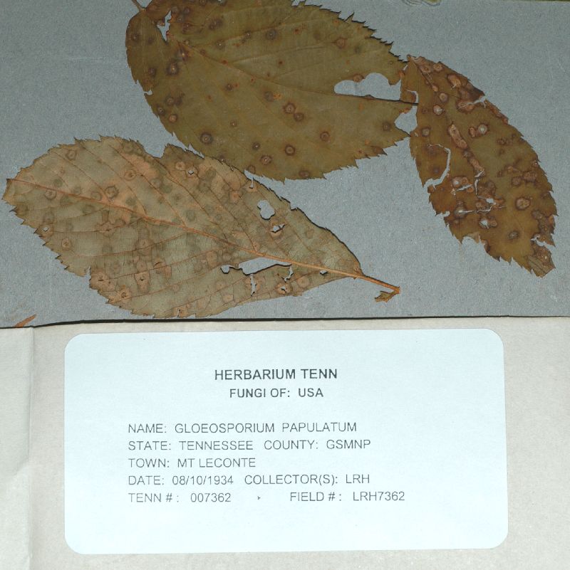 Gloeosporium papulatum image