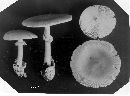 Amanita caesarea image