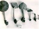 Entoloma strictius image