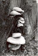 Pleurotus cornucopiae image