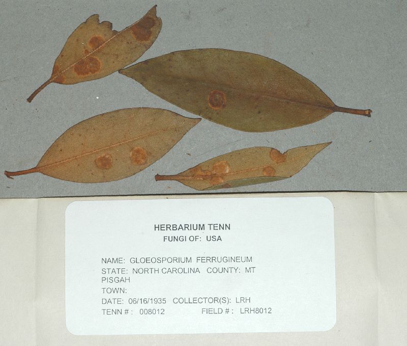 Gloeosporium ferrugineum image