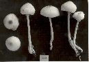 Leucocoprinus cepistipes image