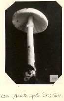 Amanita cokeriana image