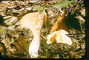 Hygrophorus appalachianensis image