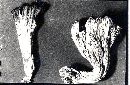Gomphus clavatus image