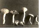 Hygrophorus hypothejus image