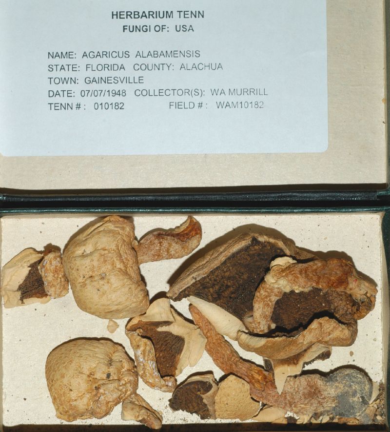 Agaricus alabamensis image